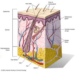 Skin-Cancer